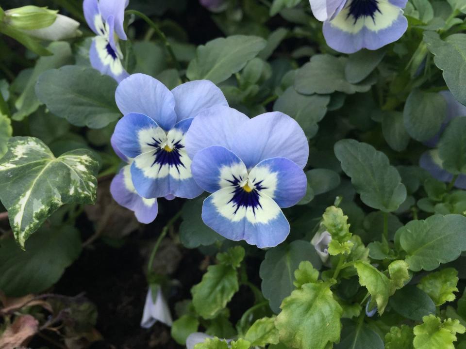 Blue, Plant, Flower, Petal, Botany, Purple, Groundcover, Annual plant, Viola, wild pansy, 