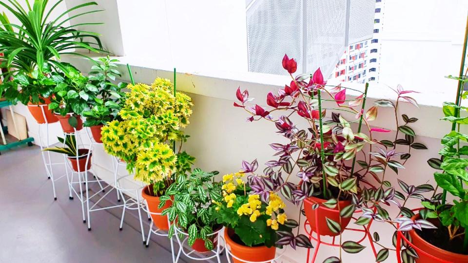 8 Beautiful HDB Corridor Gardens in Singapore: How to Green Your Home