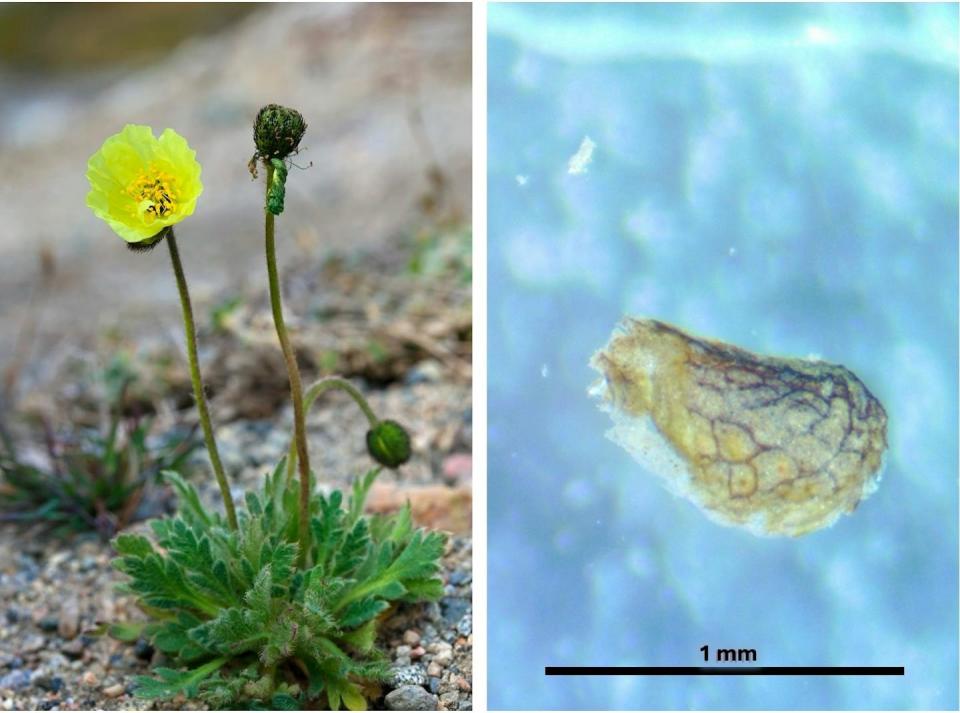 A photo of a yellow poppy next to a photo of a seed