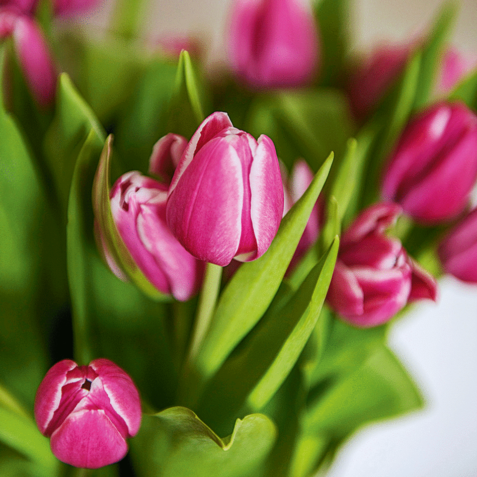 Tulips in vases