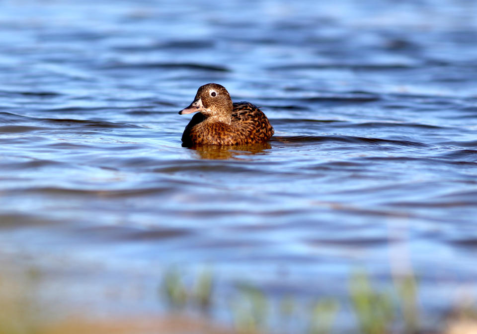 In this Oct. 15, 2019, photo, a Laysan duck, which is endemic to Hawaii and one of the rarest birds in the world, swims in a pond on Midway Atoll in the Northwestern Hawaiian Islands. With virtually no predators, Midway is a safe haven for many species of seabirds and is home to the largest colony of albatross in the world. But Midway is also at the center of the Great Pacific Garbage Patch, a vast area of floating plastic collected by circulating oceanic currents. (AP Photo/Caleb Jones)