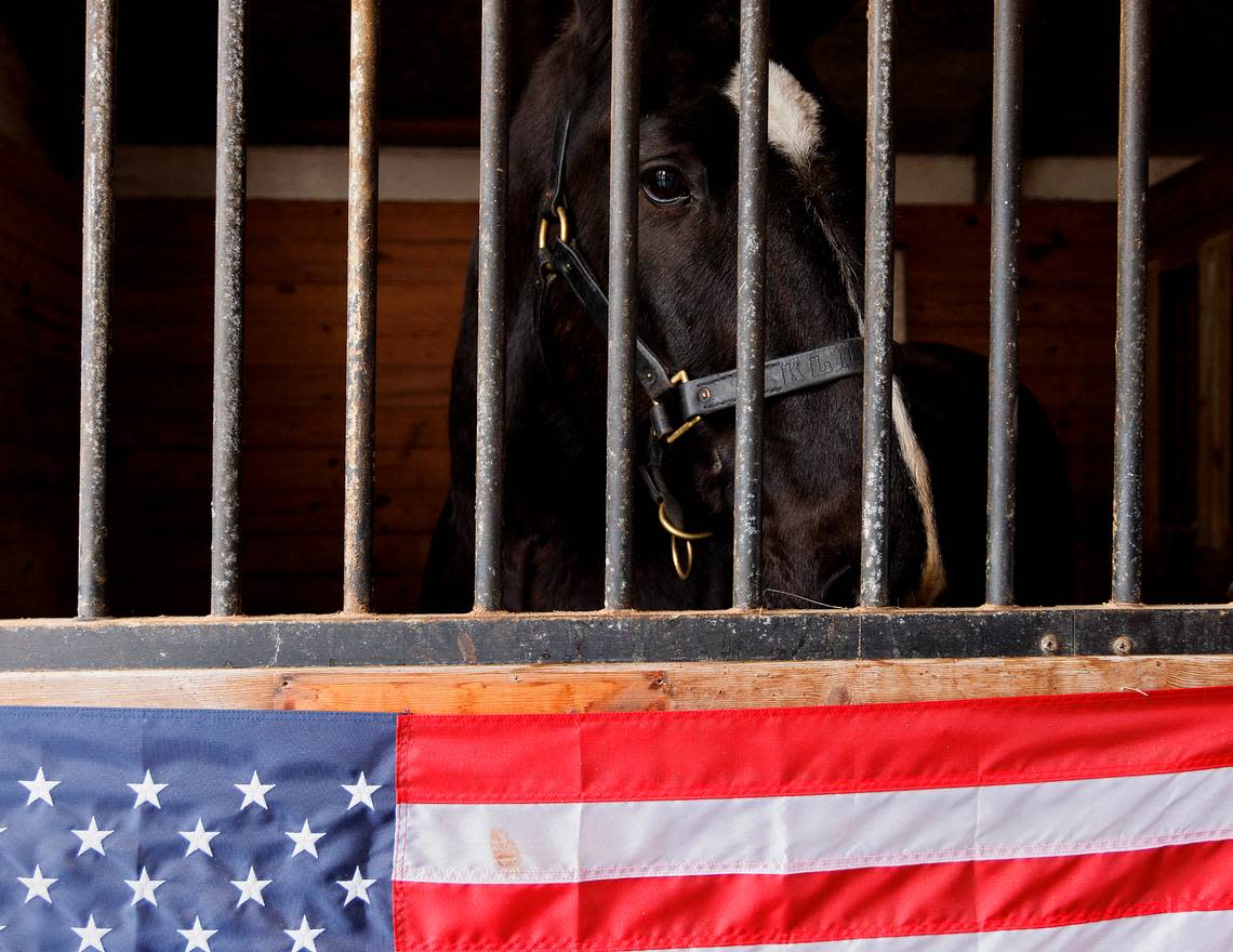 Klinger, a retired military working equine, looks out over an American flag outside his barn stall at a farm in Zebulon, N.C. on Wednesday, Dec. 13, 2023. Olivia Turner adopted Klinger, a horse formerly with the Army caisson platoon, in November.