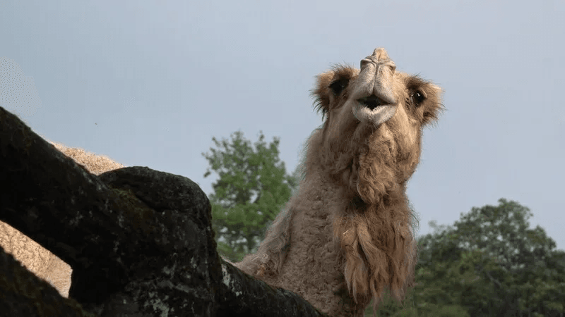 單峰駱駝玉葉3日上午安詳去世。（台北市立動物園提供）