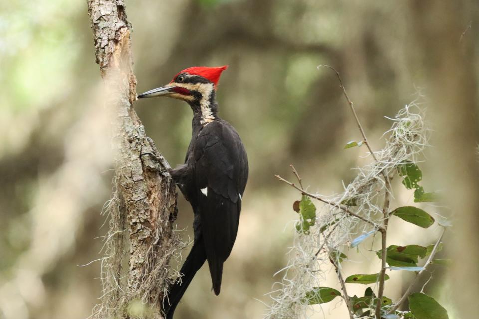 A closeup of the ivory-billed woodpecker, Campephilus principalis.