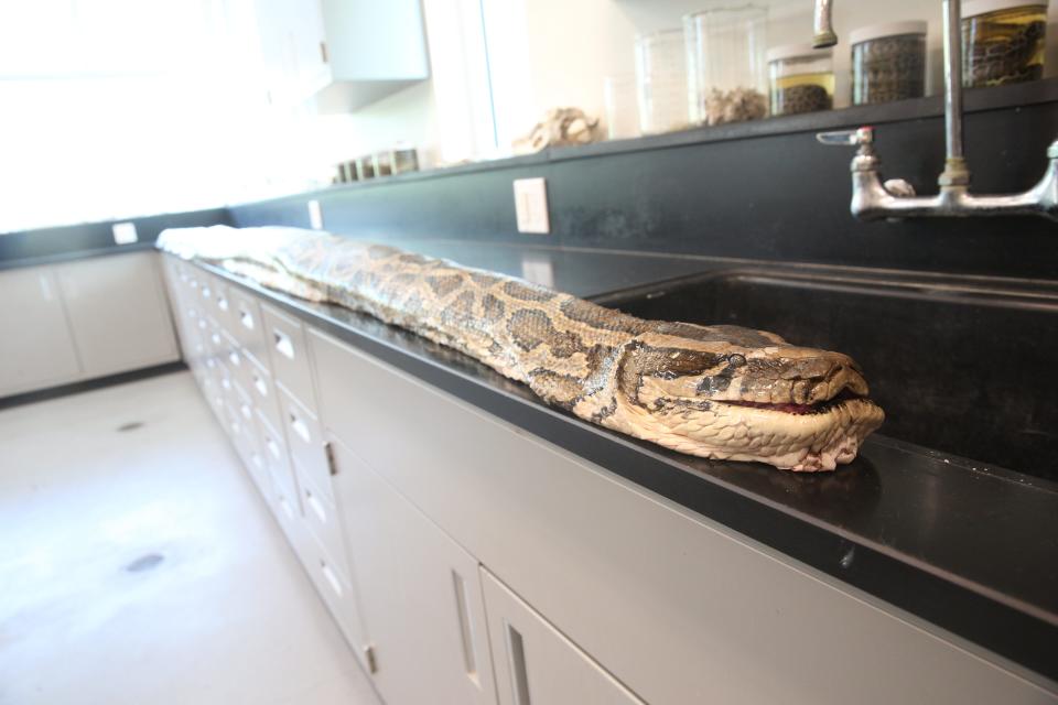 A  record breaking Burmese python caught in Big Cypress National Preserve by Jake Waleri and friends is displayed at the Conservancy of Southwest Florida on Wednesday, July 12, 2023.  Waleri brought the snake to the Conservancy to have it documented.