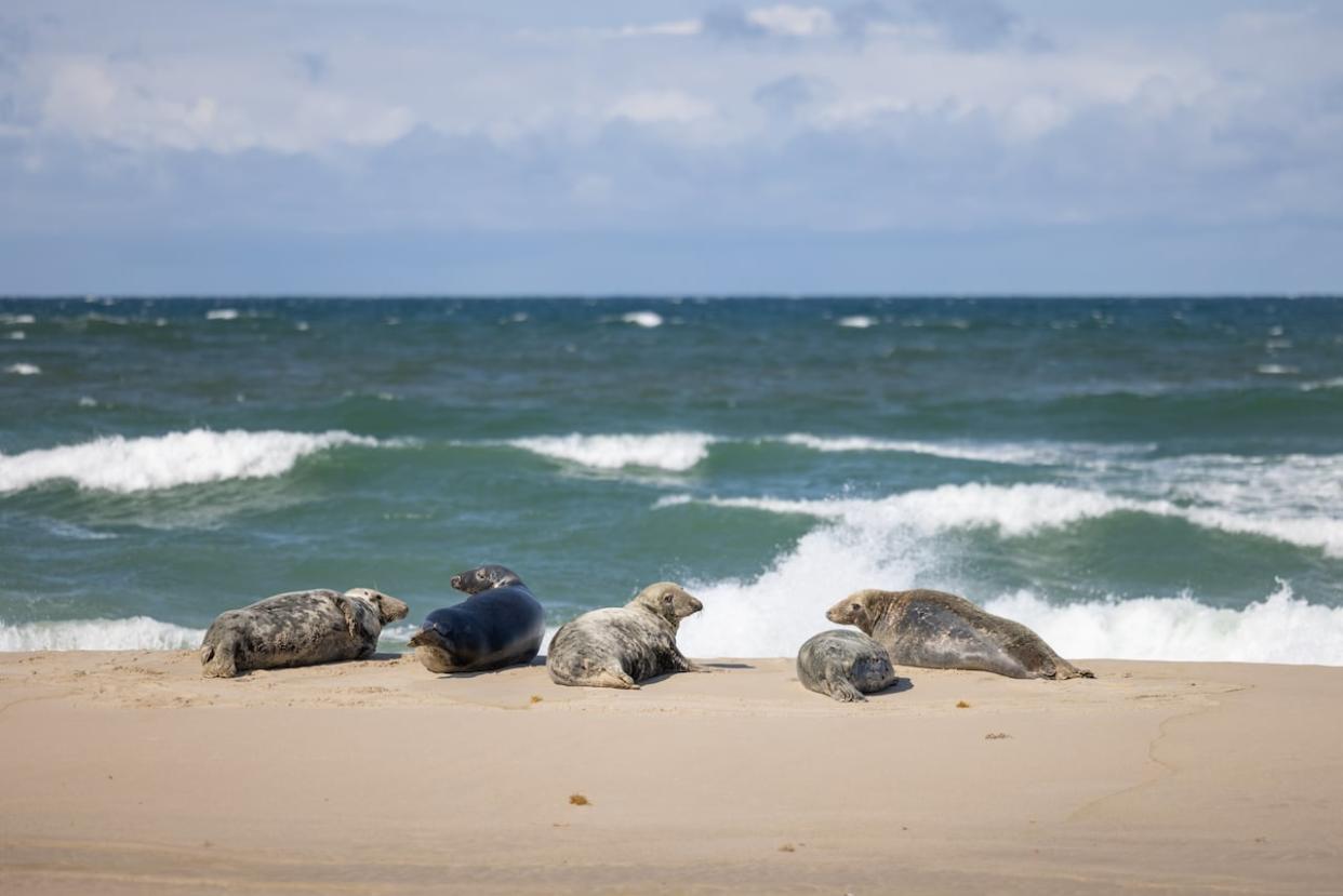 The  herd of grey seals on Sable Island, located about 175 kilometres southeast of  Nova Scotia, is the largest in the world. (Robert Short/CBC - image credit)