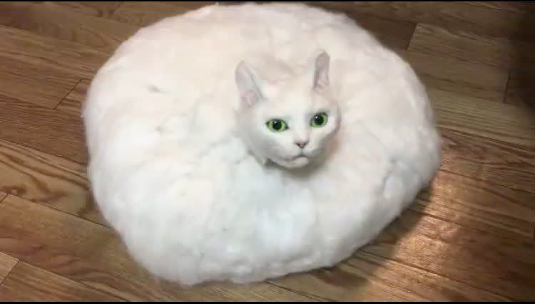 ▲近日，一位日本網友分享用羊毛氈自製的「掃地機器貓」在推特爆紅  (圖|翻攝自推特網友@sacocho)