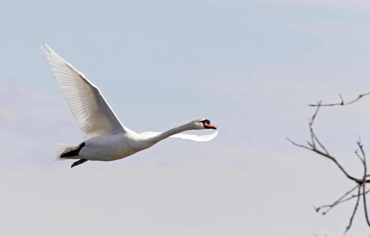 A Mute Swan flies over the Blue Wing Pond at Pickerington Ponds Metro Park on Monday, March 1, 2021. Mute Swans are identified by the bright orange bill and distinctive knob on the forehead. They are often mistaken for Trumpeter Swans which have solid black bills.