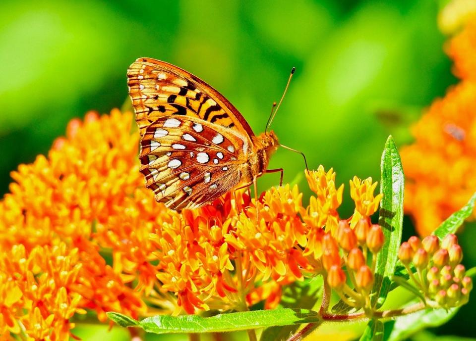 Great-spangled fritillary on butterfly weed