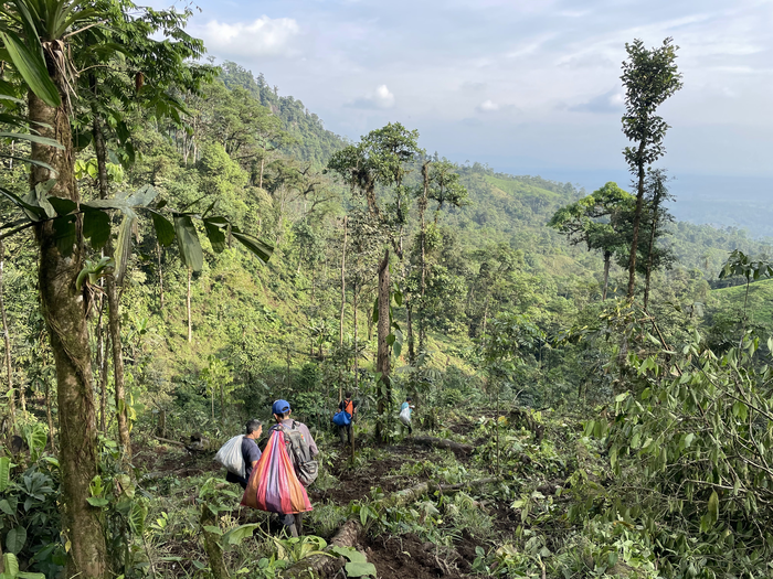 Part of the team departs the field for the day with bags full of rare plant specimens, surrounded by the typical Centinelan landscape of tall, remnant trees scattered across pasture and farmland. / Credit: Dawson White