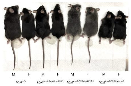 Eight mice are shown side by side. The two right-hand side mice have no tail at all.