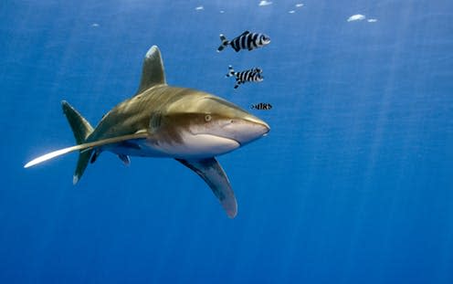 <span class="caption">UK bound? The oceanic whitetip.</span> <span class="attribution"><a class="link " href="https://www.shutterstock.com/download/success?u=http%3A%2F%2Fdownload.shutterstock.com%2Fgatekeeper%2FW3siZSI6MTUzNTA2MDY5MCwiYyI6Il9waG90b19zZXNzaW9uX2lkIiwiZGMiOiJpZGxfODI4Mjk3NTIiLCJrIjoicGhvdG8vODI4Mjk3NTIvbWVkaXVtLmpwZyIsIm0iOjEsImQiOiJzaHV0dGVyc3RvY2stbWVkaWEifSwiMXIwLzVIMStzd1ZoTm5teFdZaUxUeEhabzVZIl0%2Fshutterstock_82829752.jpg&pi=33421636&m=82829752&src=tBJE0vUeFQ5jYmsTZ6uLTg-1-4" rel="nofollow noopener" target="_blank" data-ylk="slk:Shutterstock;elm:context_link;itc:0;sec:content-canvas">Shutterstock</a></span>