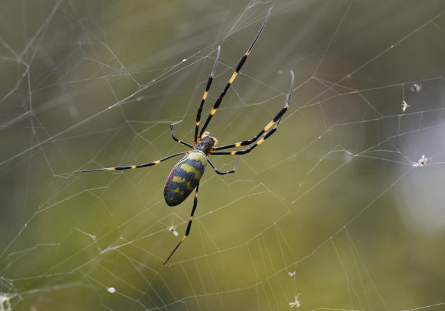 Joro spiders likely to spread beyond Georgia