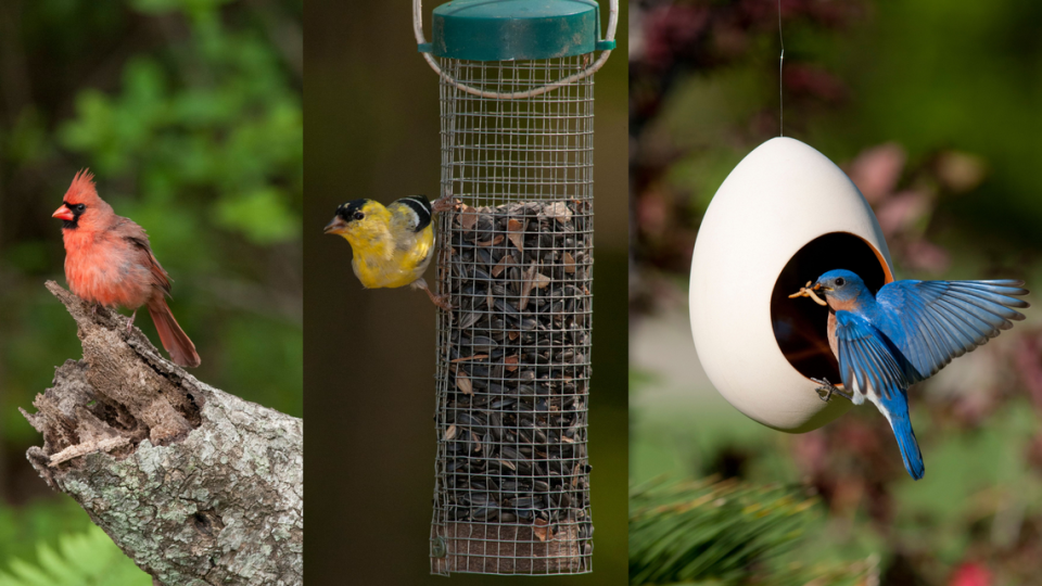 A northern cardinal, an American goldfinch and an eastern bluebird are pictured, left to right, as representative of the birds Mississippi Coast residents enjoy watching at their feeders. Birds eat less at feeders this time of year, when berries, nuts and insects are available, but will return with colder weather.