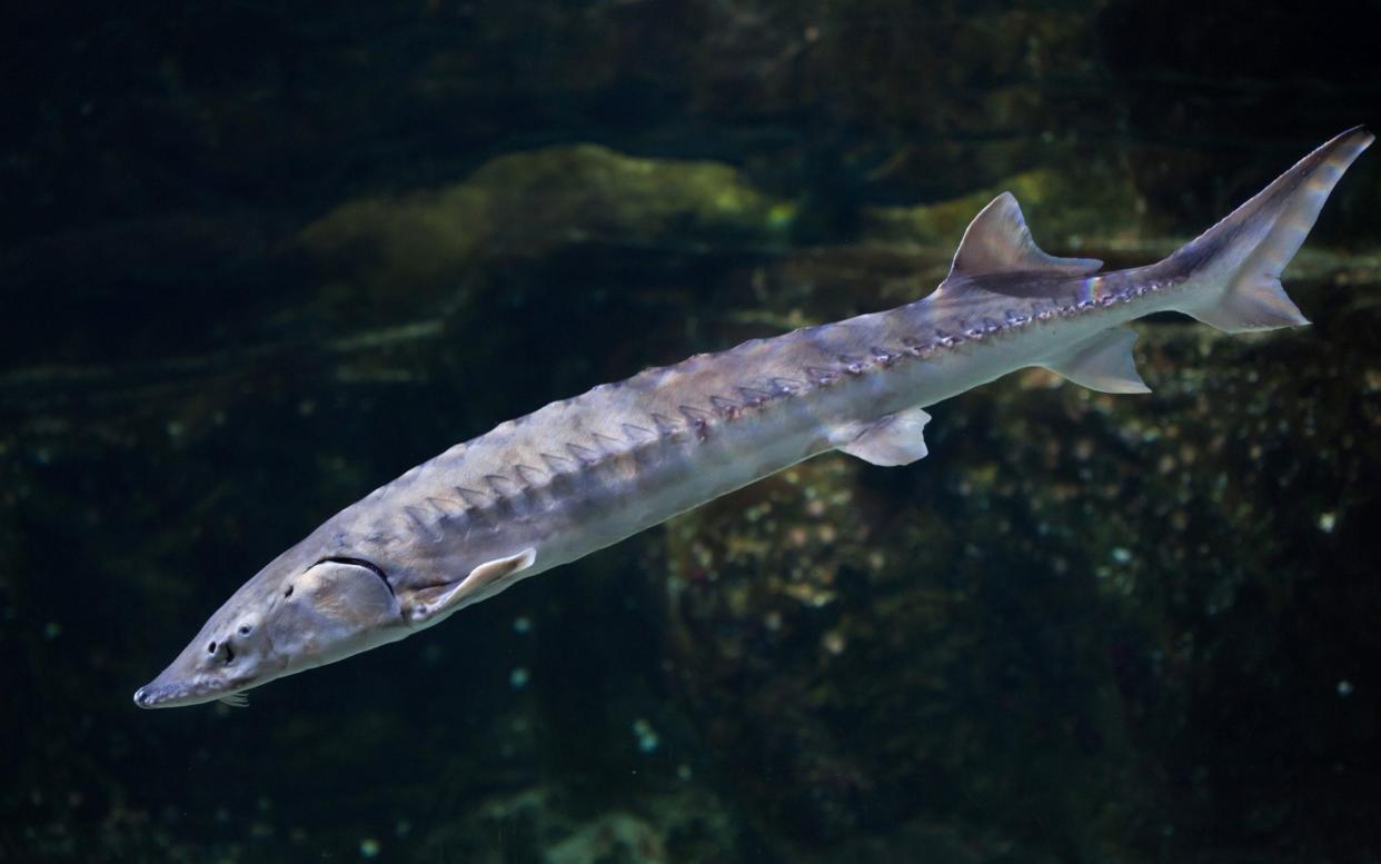 The European Sturgeon could return to our rivers -  iStockphoto