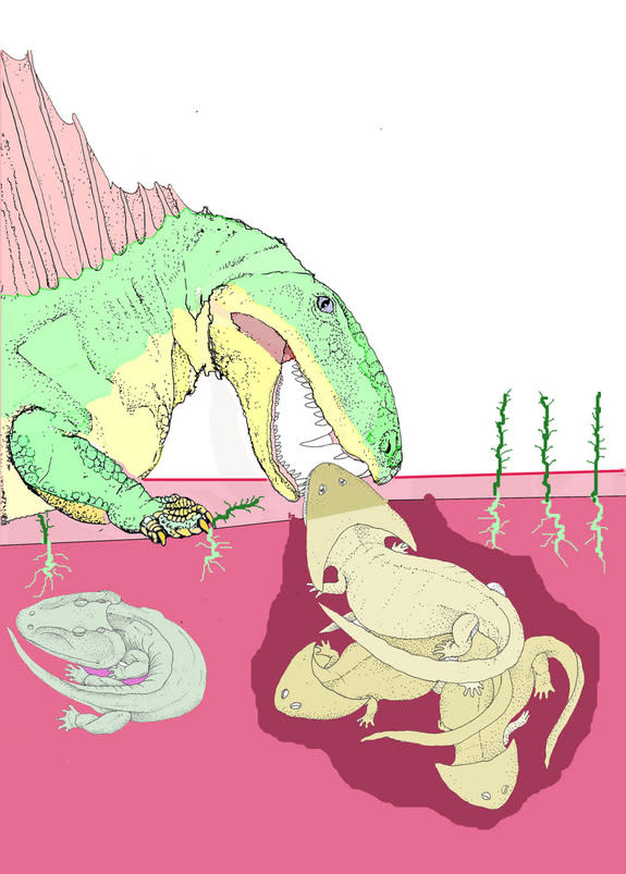 An illustration of Dimetrodon extracting an unfortunate boomerang-head amphibian from its burrow. Shed teeth mingled with amphibian bones reveal that the fin-back ate these strange burrowing creatures in the Permian period.