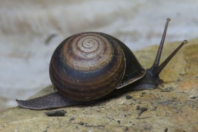 <p>Courtesy of Australia Zoo</p> A photo of the Robert Irwin’s Banded Snail