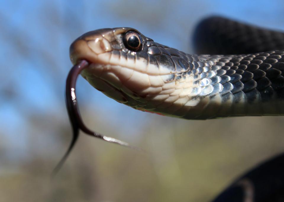 A southern black racer snake is a common non-venomous snake.