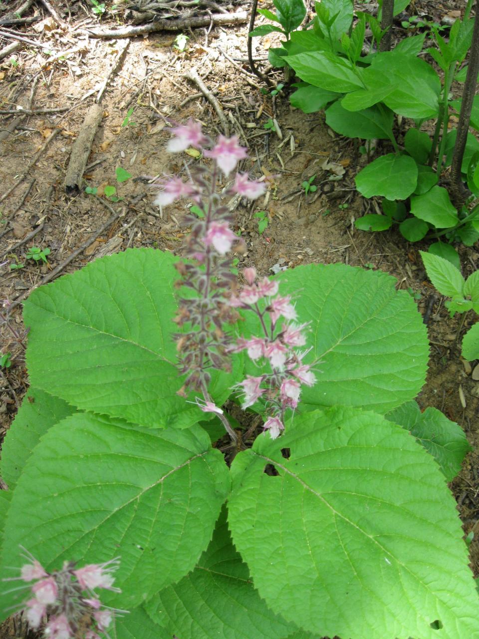 A Whorled Horsebalm blooms in the Norman Wilder Forest in Polk County.