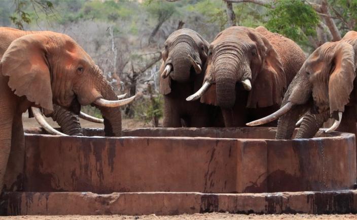 Elephants affected by the worsening drought due to failed rain seasons, drink water at a solar powered water point in the Mgeno conservancy in Mwatate Sub-County, Taita Taveta County, Kenya November 8, 2022.