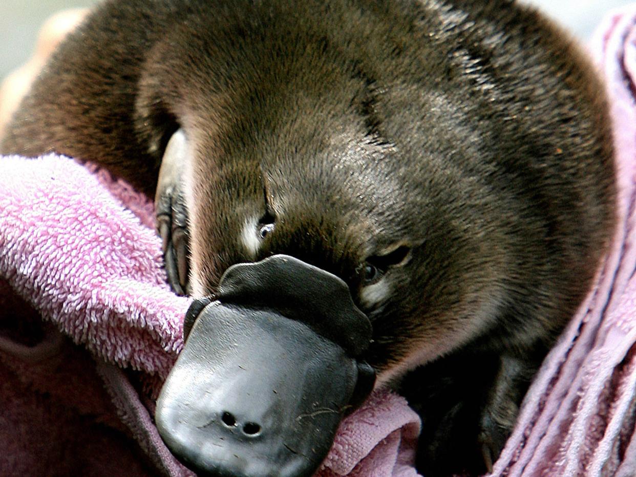 <p>The duck-billed platypus, a species unique to Australia, is facing extinction due to <a href=