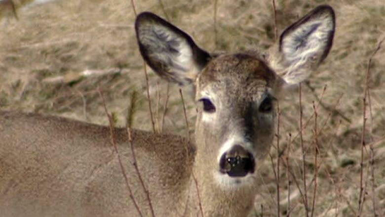 Chronic wasting disease threat neglected, advocates say