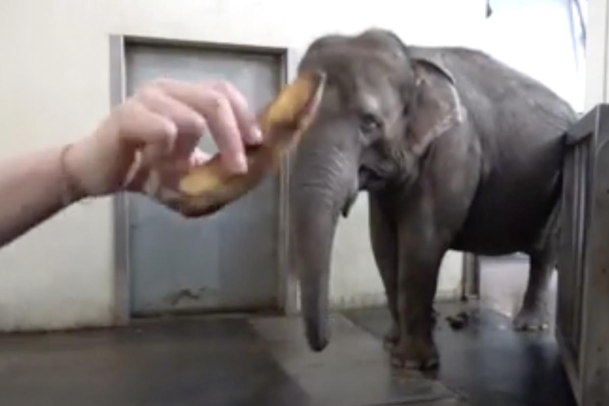  hand holding a yellow banana in front of an elephant 