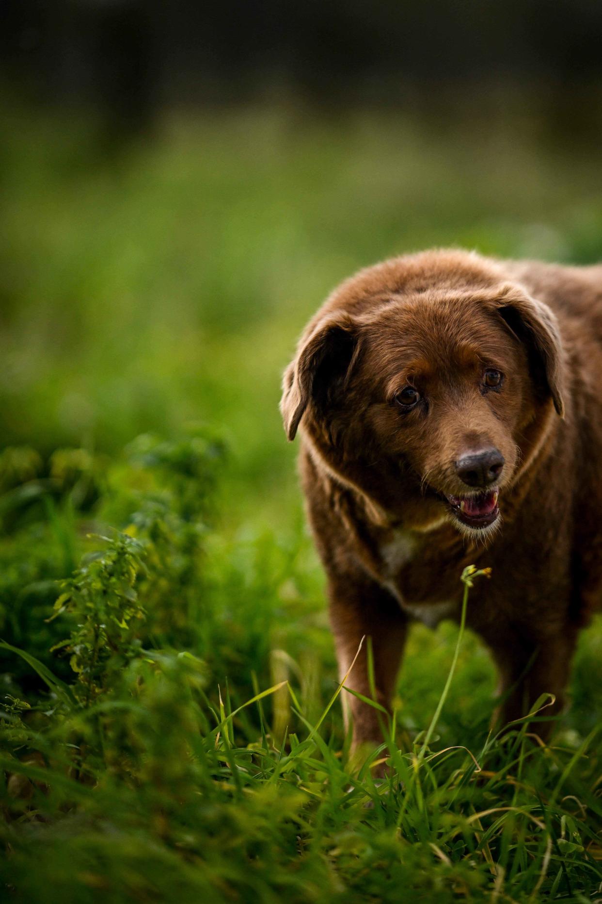 PORTUGAL-ANIMAL-GUINNESS-AGE-RECORD (Patricia De Melo Moreira / AFP via Getty Images)