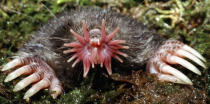 An adult star-nosed mole. The mole literally inhales its food, taking less than a quarter of a second to identify a piece of food, grab it, eat it, and then look for more. (AP Photo/Vanderbilt University, Kenneth Catania)