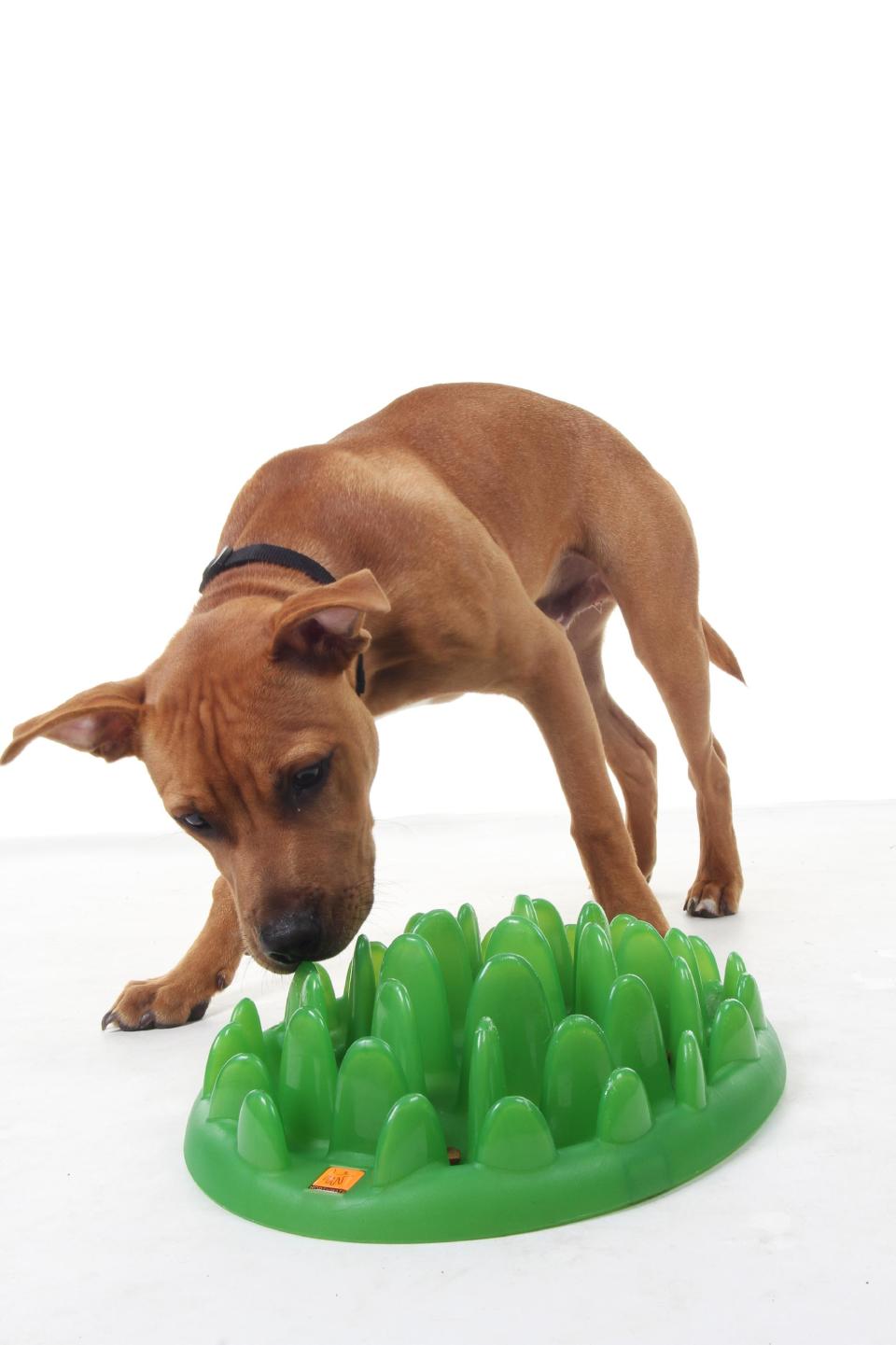 This product publicity photo provided by The Company of Animals, LLC shows a GREEN interactive feeder. Treat mazes for dogs and cats make it a challenge to extricate the treats, engaging the animal’s mind and making the reward more satisfying(www.companyofanimals.co.uk). (AP Photo/ The Company of Animals, LLC)