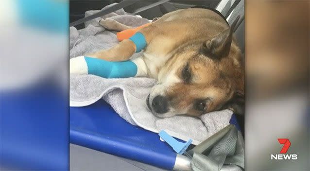 Buster was hit by a car and left for dead. Source: 7 News