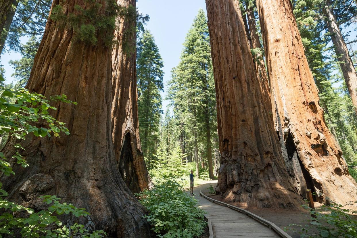 Sequoia National Park, California