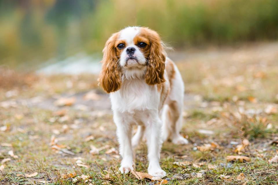 Cavalier King Charles spaniel in grass