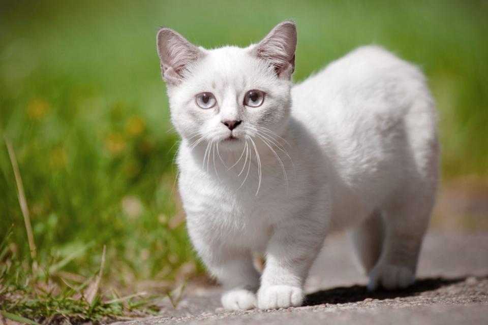 white munchkin cat outside