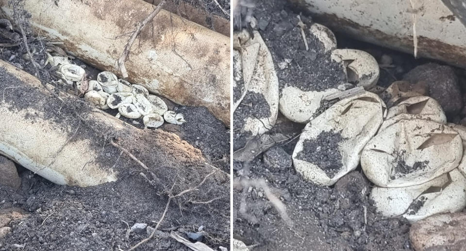 The snake eggs found in the backyard. 