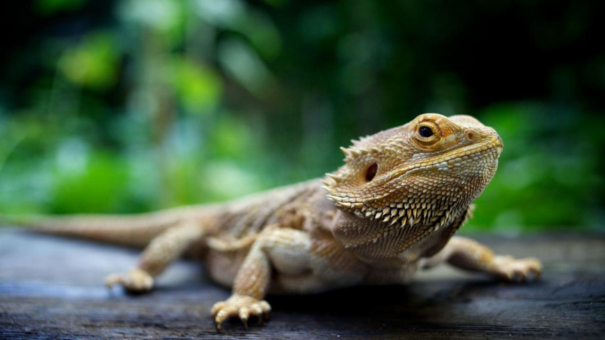 Bearded dragon sitting on log