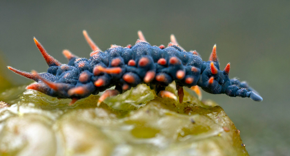 An Acanthanura in close-up.