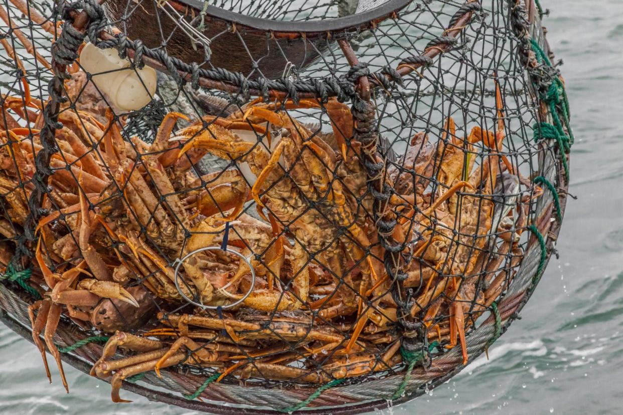 Snow crabs Alaska, Katmai National Park, Kukak Bay