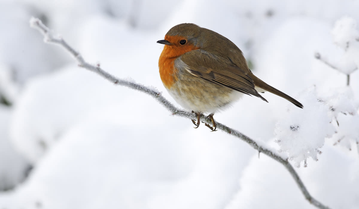 Bookies have cut the odds of snow on Christmas Day