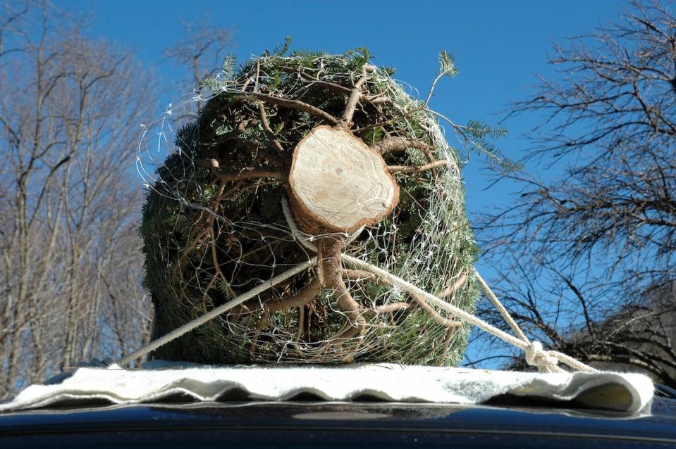 A cut and baled Christmas tree tied to a car's roof rack.