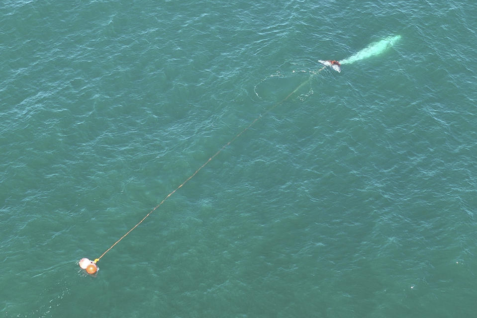 In this aerial photo provided by Tony Corso Images, a 30-foot-long gray whale with its tail entangled in a massive gill net is seen off the coast of Pacifica, Calif., Tuesday, April 9, 2024. A team with the National Oceanic and Atmospheric Administration Fisheries is working on a rescue effort Wednesday with the Marine Mammal Center in Sausalito. (Tony Corso Images via AP)