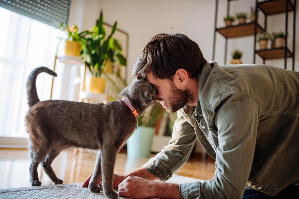 A man leans down on his hands and knees and smiles as his grey cat rubs its face on his face