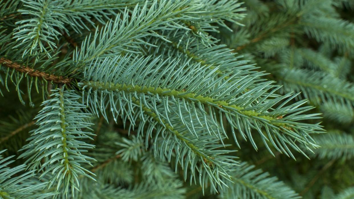 types of christmas trees white spruce