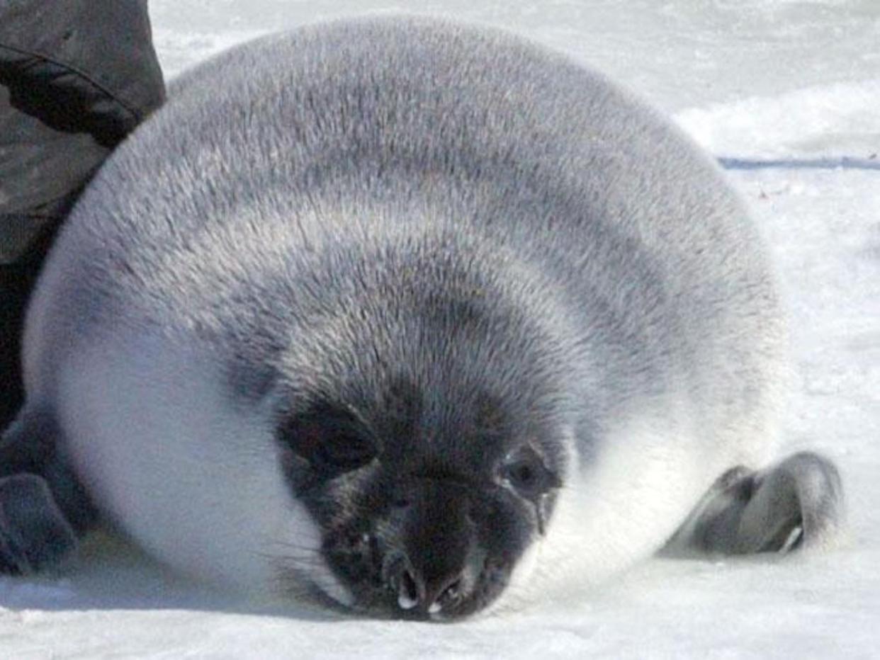 A young seal pup is shown laying on the ice