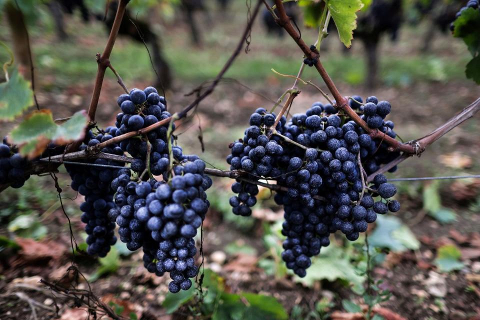 france agriculture wine harvest