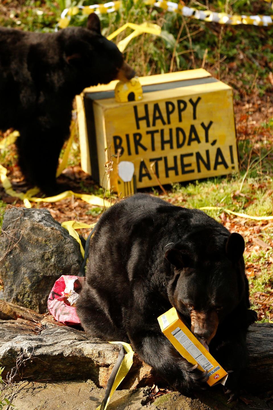 This photo from March 2022 shows black bears DJ and Athena at Bear Hollow Zoo in Athens, Ga.