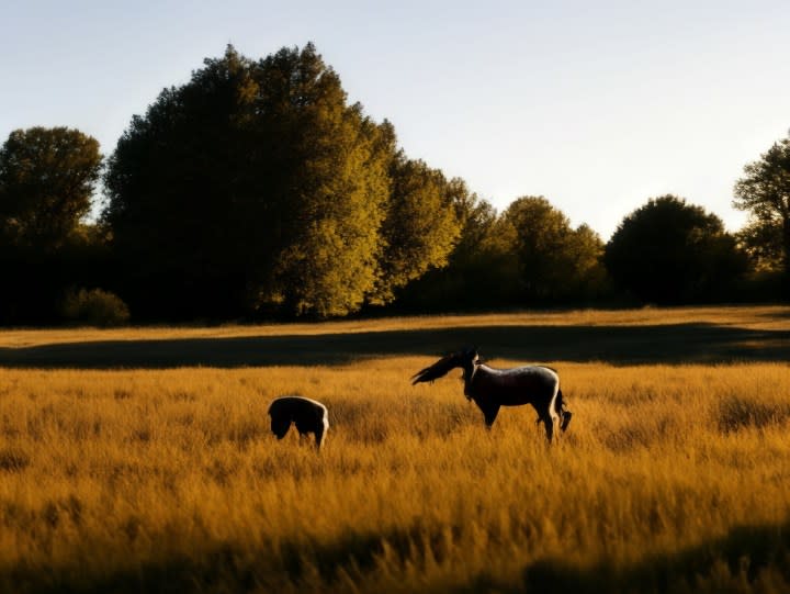 A photo of some sheep in a field, after edits using Magic Editor.