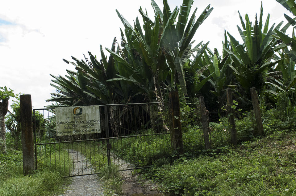 Una de las haciendas de Furukawa Plantaciones C.A. del Ecuador