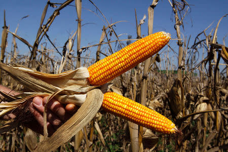 FILE PHOTO -- Cobs of corn are held at a corn field in in La Paloma city, Canindeyu, about 348km (216 miles) northeast of Asuncion August 7, 2012. Corn export is second only to soybean export in Paraguay. REUTERS/Jorge Adorno/File Photo