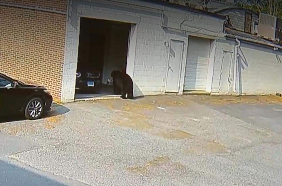 康乃狄克州一隻黑熊24日闖入烘培公司的車庫。翻攝ＷTNH
